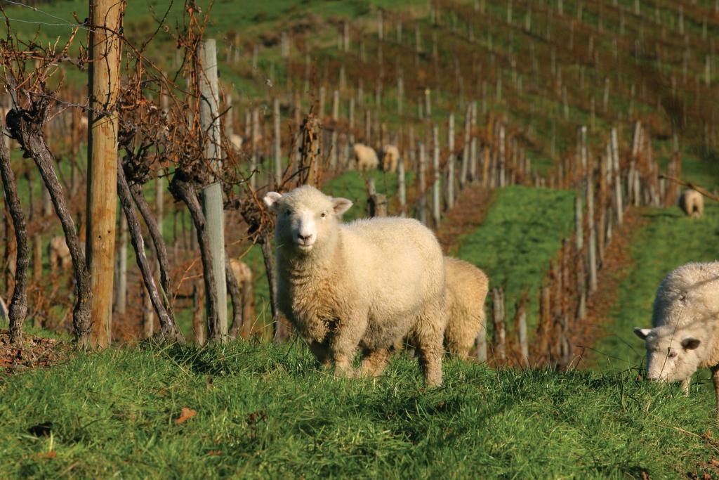 Seifried sheep in the vineyard