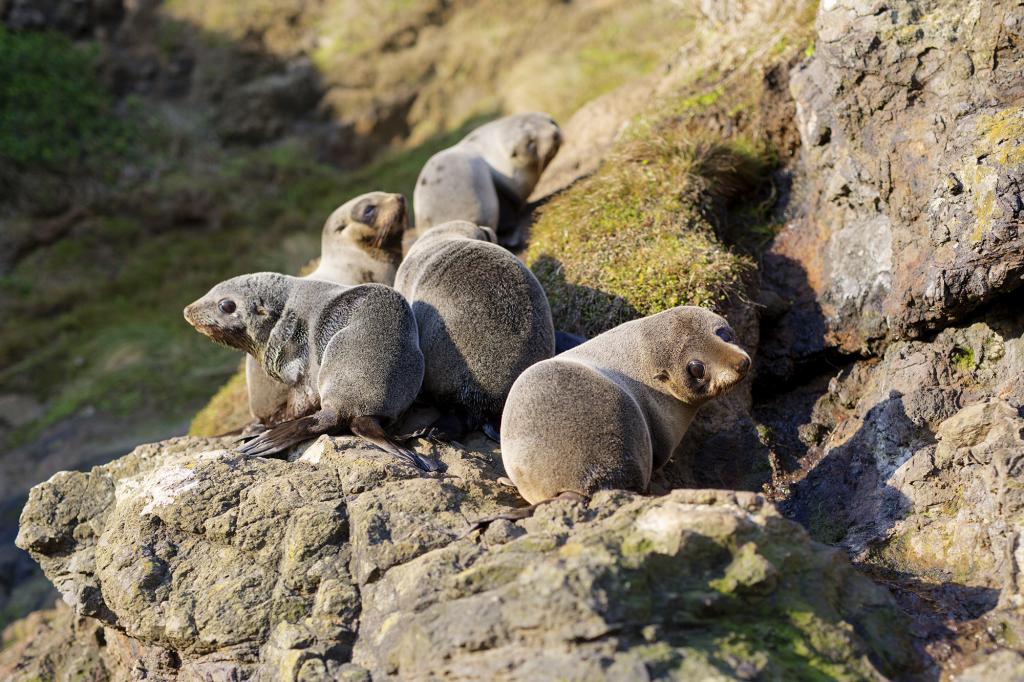 wildlife tours dunedin