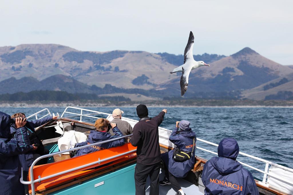 Monarch Wildlife Cruises & Tours Ōtepoti Dunedin New Zealand