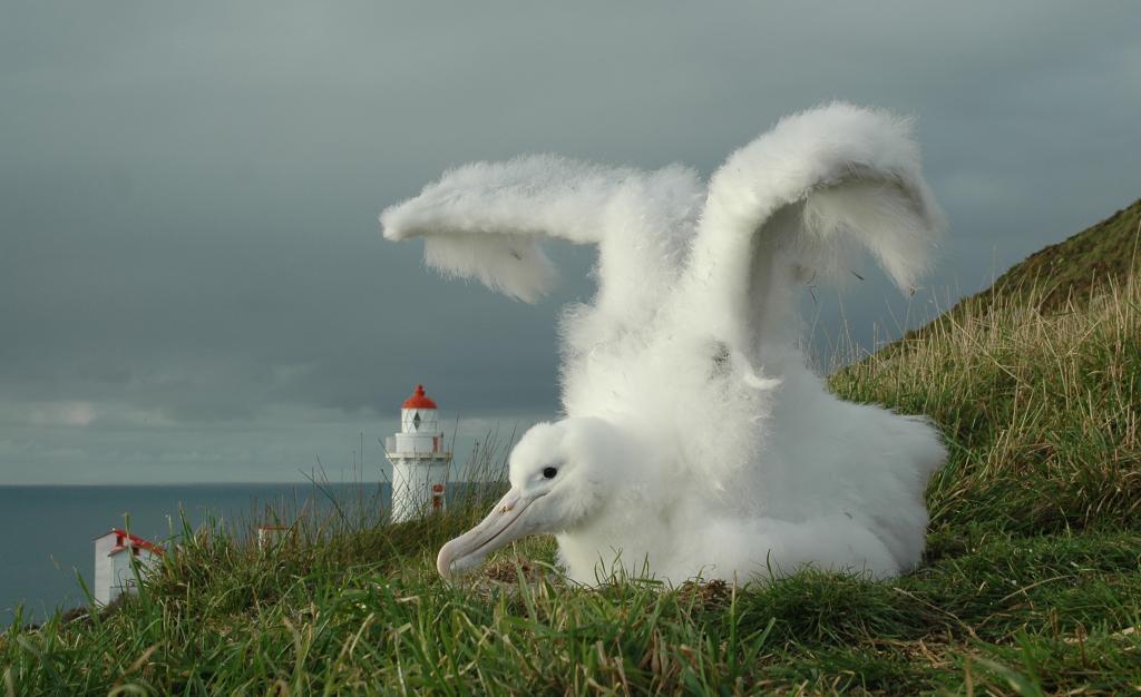 Otago Peninsula Trust, Robert Brown