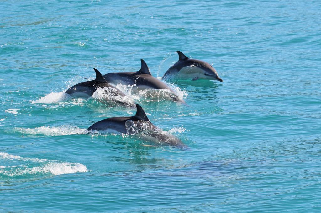 Nature Quest NZ