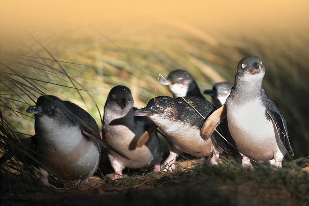 Blue Penguins Pukekura - Ōtepoti | Dunedin New Zealand Official Website