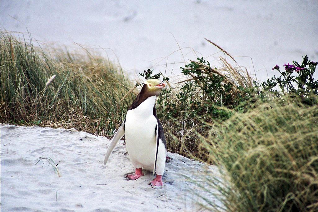 penguin