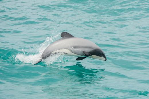 Akaroa Dolphins