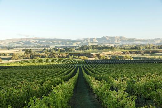 The best wine tour in Christchurch - Waipara Wine Experience with Giles Tours