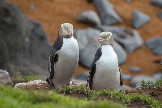 Otago Wildlife Masterclass Photography Workshop - 4 days