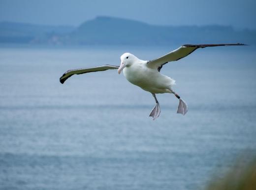 Royal Albatross Centre - Ōtepoti | Dunedin New Zealand official website