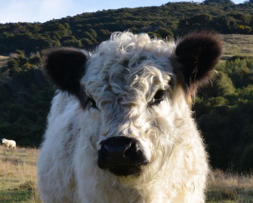 Iconic Farm Animal Tour
