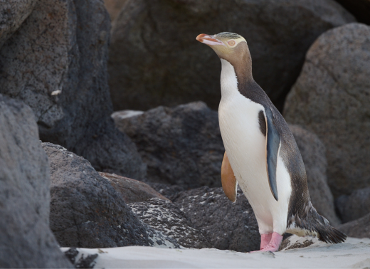 Clearwater Wildlife Tours