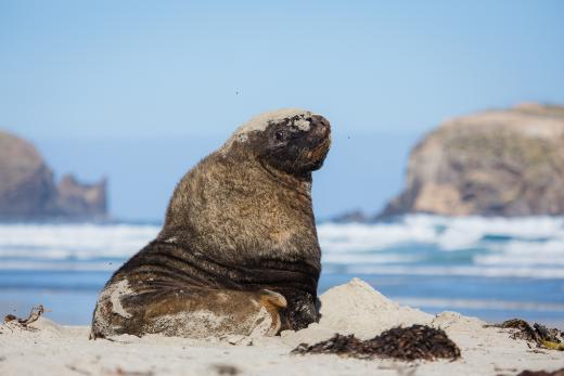 Elm Wildlife Tours - Ōtepoti | Dunedin New Zealand official website