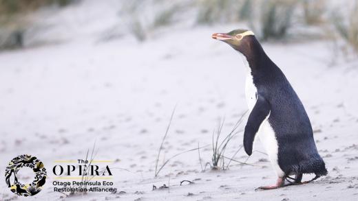 Wildlife/Penguin Tour