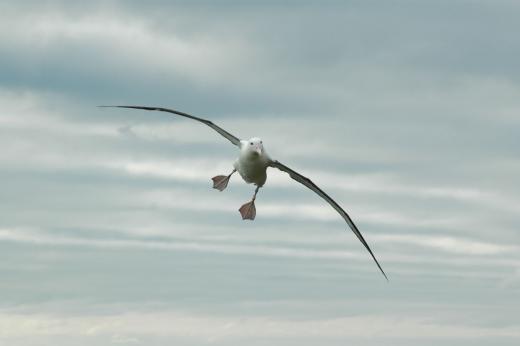 Harbour, Albatross and Wildlife cruise on Otago Harbour