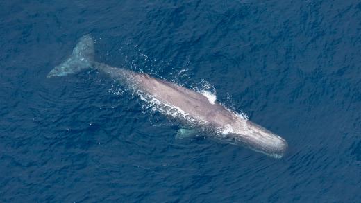 Air Kaikoura: Extended Whale Watching Flight 