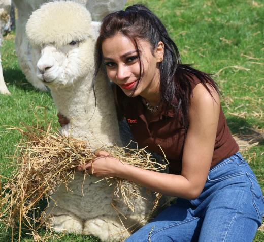 Christchurch Alpaca Farm Tour - Kaiapoi