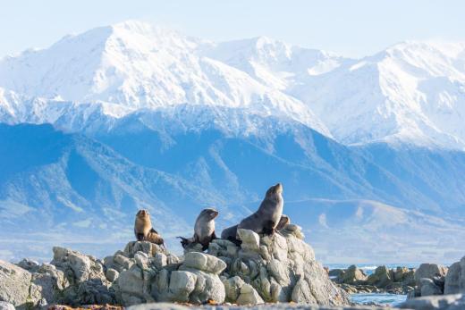 Kaikōura Day Tour From Christchurch