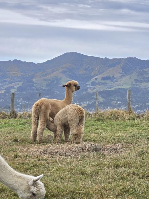 Akaroa Luxury Day Experience Private Tour 