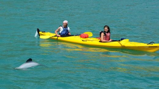 Akaroa Adventure Centre - Wildlife Kayaking
