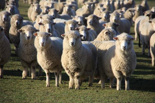 Benlea Sheep and Cattle Farm Tours