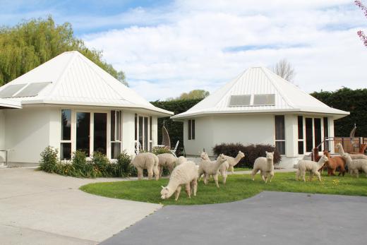 Silverstream Alpaca Farmstay & Farm Tour