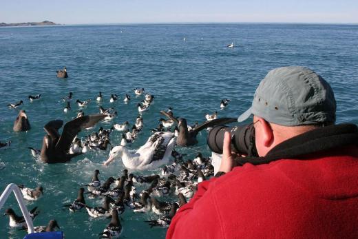 Albatross Encounter