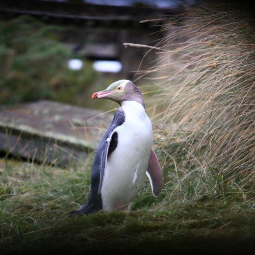 Penguins and Peninsula Tour - Ōtepoti | Dunedin New Zealand official website