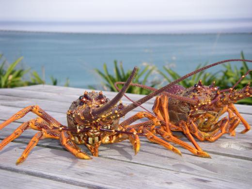 Kaikoura Fishing Tours
