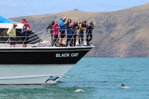 Akaroa Nature Cruises (Black Cat Cruises)