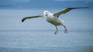 Royal Albatross Centre - Ōtepoti | Dunedin New Zealand official website