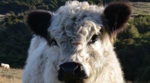 Iconic Farm Animal Tour - Ōtepoti | Dunedin New Zealand official website