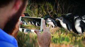 Blue Penguins Pukekura - Ōtepoti | Dunedin New Zealand official website