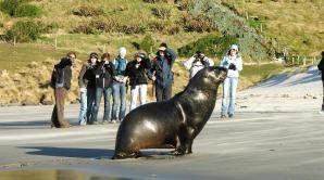 Elm Wildlife Tours - Ōtepoti | Dunedin New Zealand official website