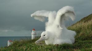 Royal Albatross Centre - Ōtepoti | Dunedin New Zealand official website
