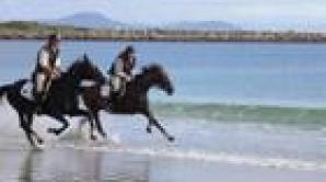 Hare Hill Horse Treks - Ōtepoti | Dunedin New Zealand official website