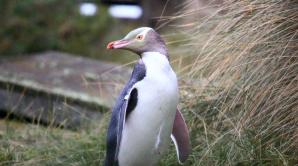 Penguins and Peninsula Tour - Ōtepoti | Dunedin New Zealand official website